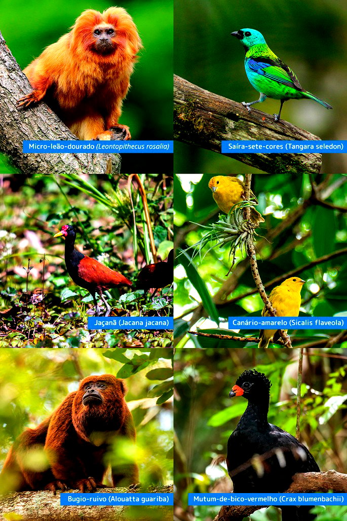 Fauna brasileira: o que é e quais são os animais - Toda Matéria