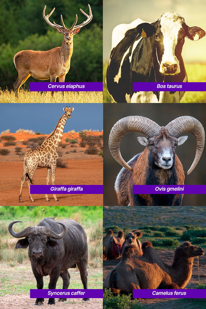 Exemplos de animais ruminantes (poligástricos)