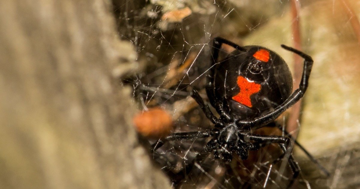 Conhe A As Aranhas Mais Venenosas Do Mundo Toda Mat Ria