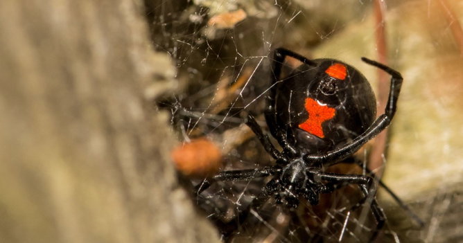 Aranhas mais venenosas do mundo