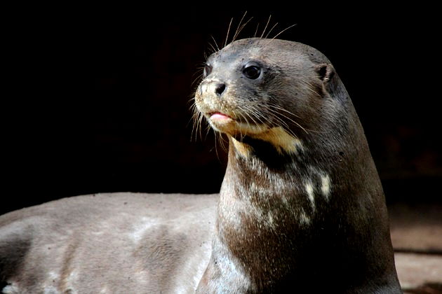 Animais extintos: veja a lista com exemplos e imagens - Brasil Escola