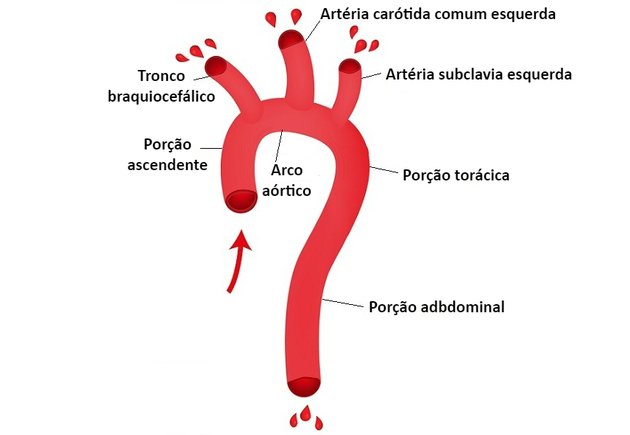 Arteria de la aorta
