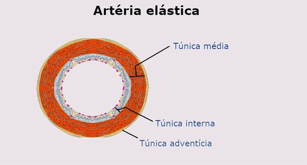 elastisk artär