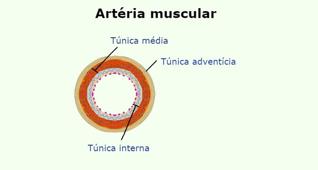 artéria muscular