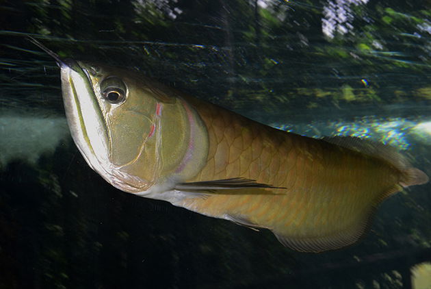 Aruanã (Osteoglossum bicirrhosum)