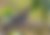 Asa-branca (Patagioenas picazuro)