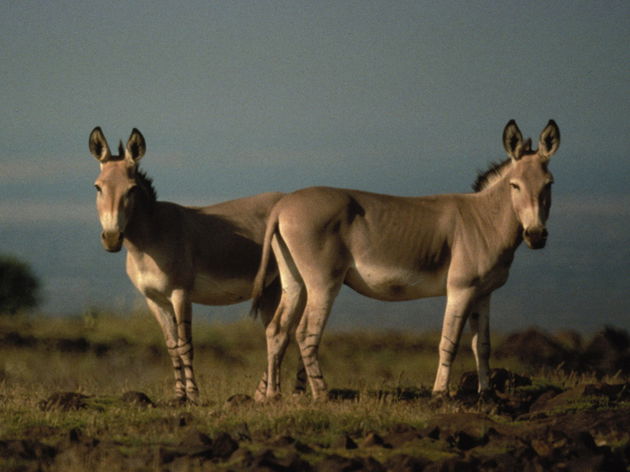 Asno selvagem africano