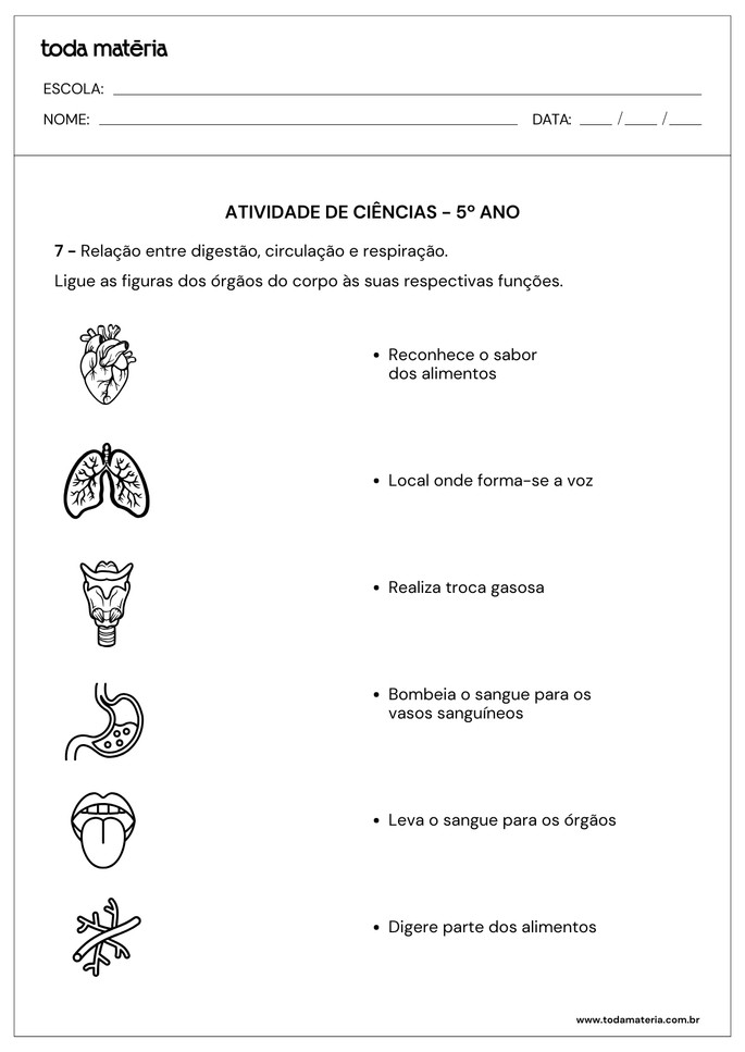 ligue sobre relação entre digestão, circulação e respiração para 5º ano