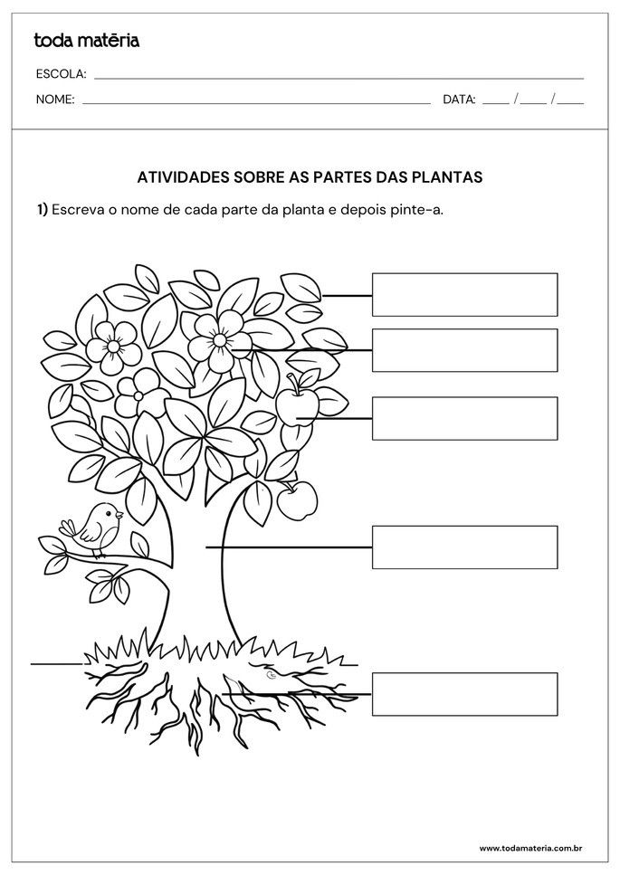 Atividade sobre partes de plantas para alunos do 2&ordm; ano do Ensino Fundamental