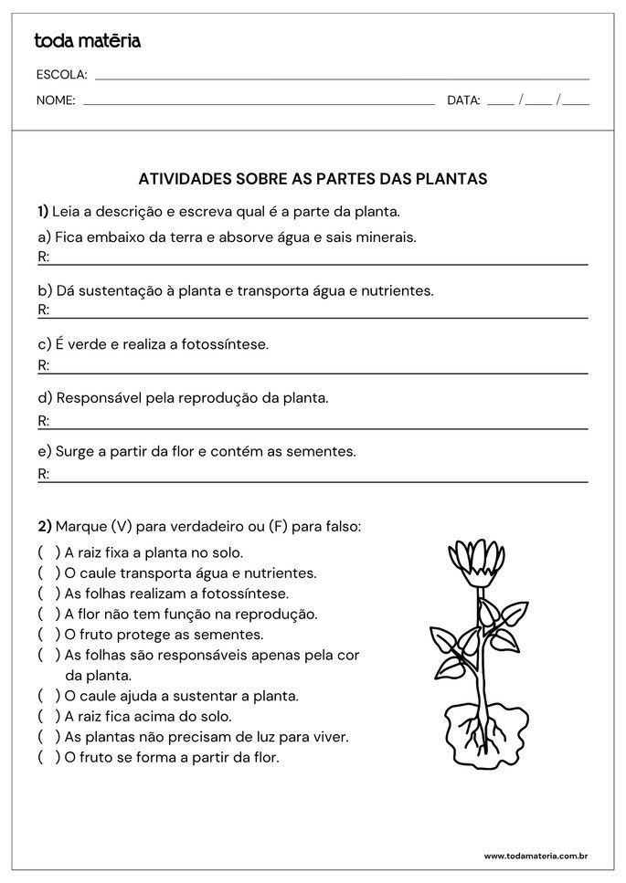 Atividade sobre partes de plantas para alunos do 2&ordm;  ano do Ensino Fundamental