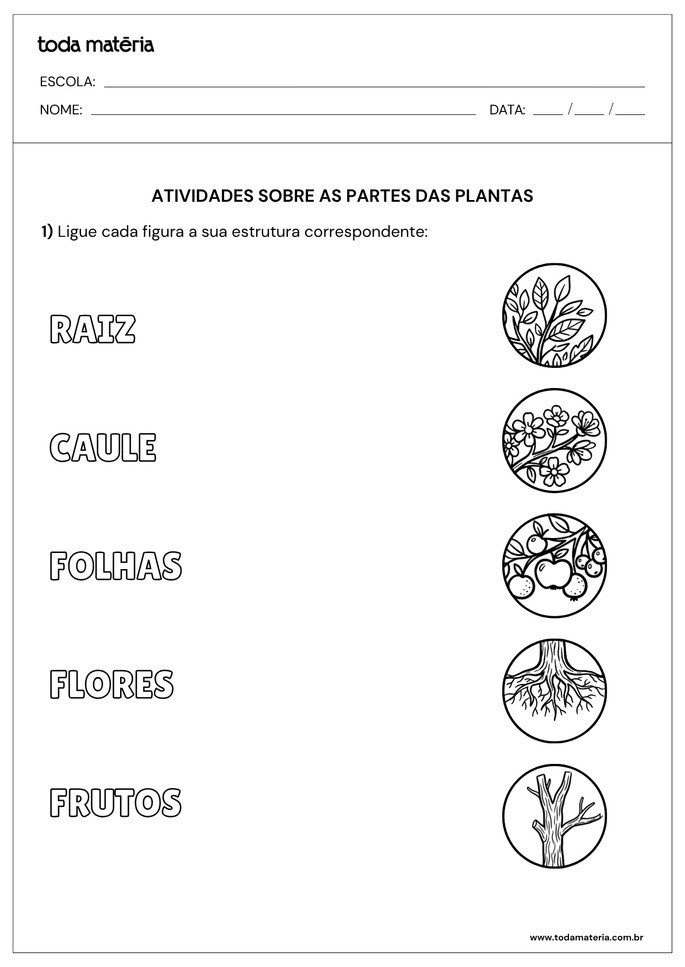 Atividade sobre partes de plantas para alunos do  2&ordm;  ano do Ensino Fundamental