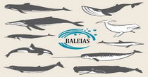 Baleia