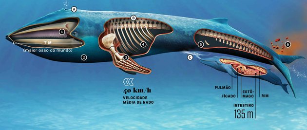 características gerais baleia-azul