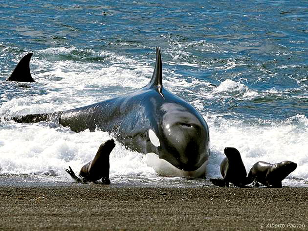 Baleia assassina 'que fala' mostra que as orcas podem aprender a imitar a  linguagem humana, Ciência