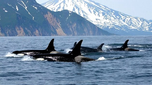 Baleia orca: características, habitat e alimentação - Toda Matéria