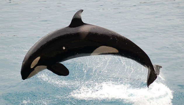 Baleia orca fêmea