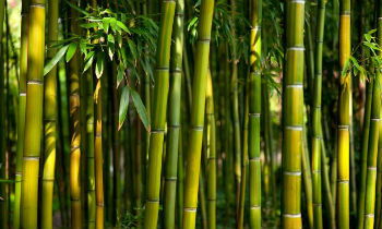 Caule de bambu