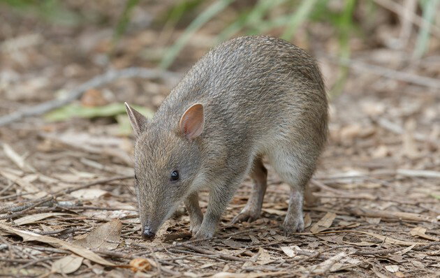 Bandicoot-p&eacute;s-porco. Esta esp&eacute;cie de marsupial foi extinta no in&iacute;cio do s&eacute;culo XX.