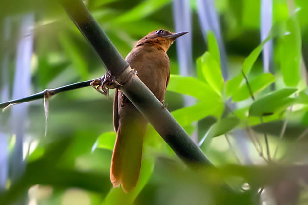 Barranqueiro-escuro (Automolus melanopezus)