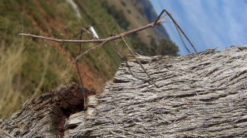 bicho pau