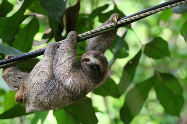 Bicho-preguiça (Bradypus variegatus)