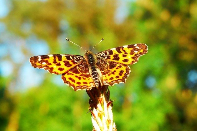 borboleta animais invertebrados
