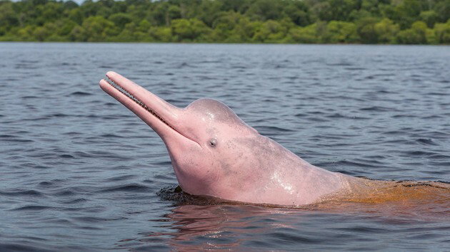 Boto-cor-de-rosa amaz&ocirc;nia