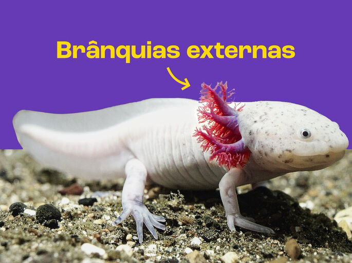 Desenho das brânquias externas de uma salamandra