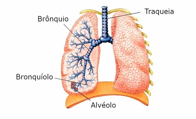 sistema respiratório bronquios