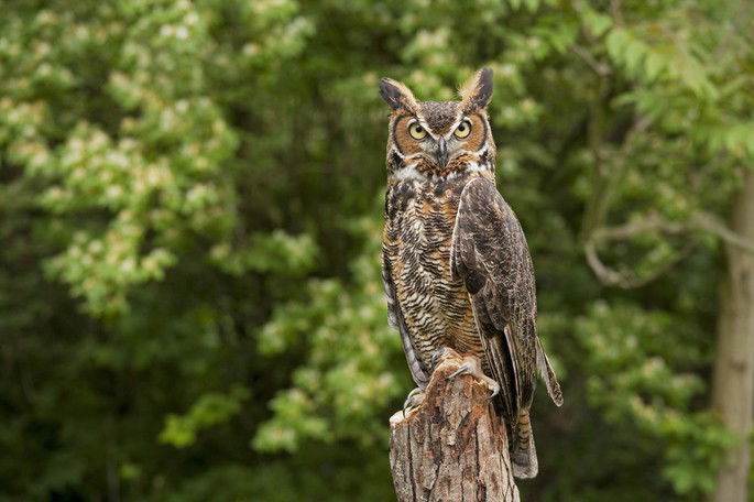 Bubo virginianus