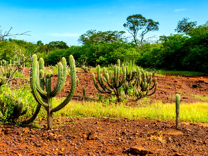 Vegetação do Brasil: tipos e características - PrePara ENEM