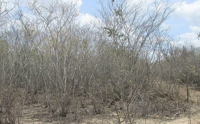 Vegetação da Caatinga