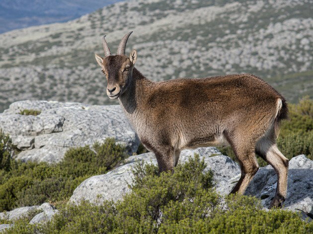 cabra montesa
