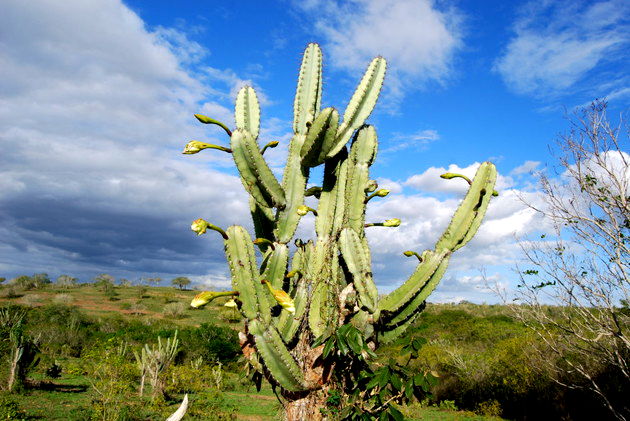 cacto caatinga