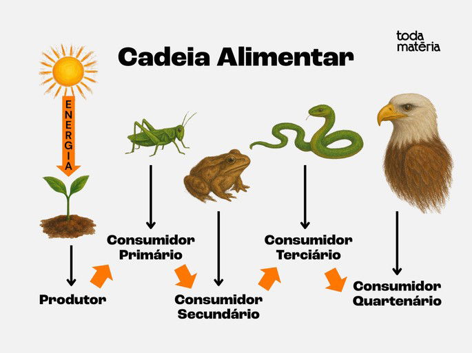 Representação de uma cadeia alimentar