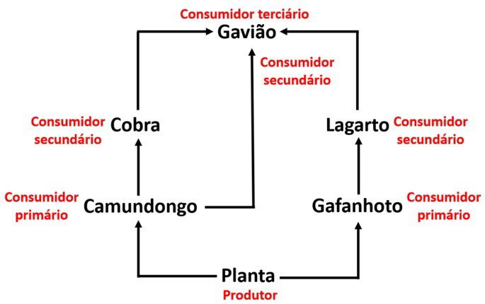 Exercícios Sobre Cadeia Alimentar - Toda Matéria