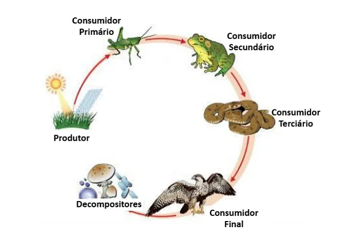 Cadeia Alimentar O Que é Aquática E Terrestre Toda Matéria