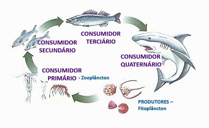 cadeia alimentar aquática