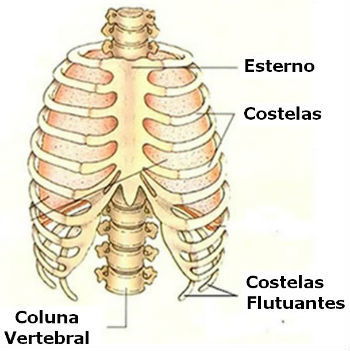 Materia anatomia humana