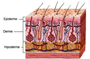 Camadas da pele: quais são, características e funções - Toda Matéria