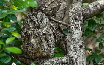 Camuflagem da coruja