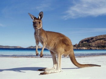 Imagem de canguru na praia