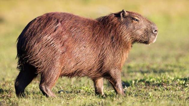 Capivara (Hydrochoerus hydrochaeris)