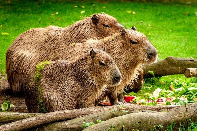 Brazil capybara  Fotos de capivara, Capivaras, Capivara desenho