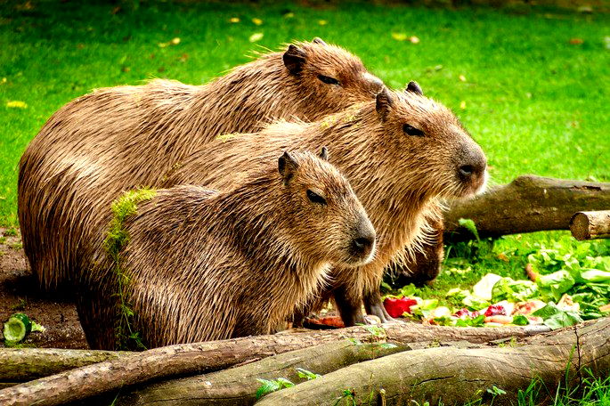 Capivara em um fundo branco animais da américa do sul