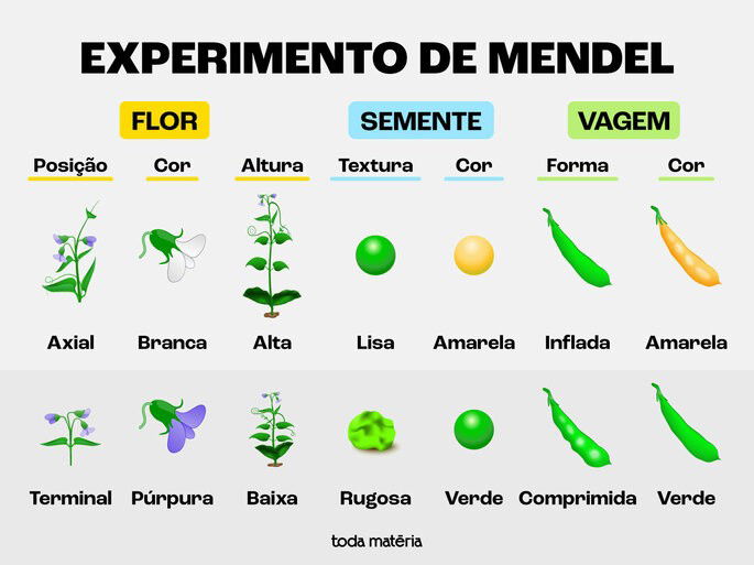 Características estudadas por Mendel