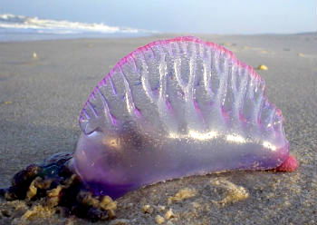 invertebrados cnidarios