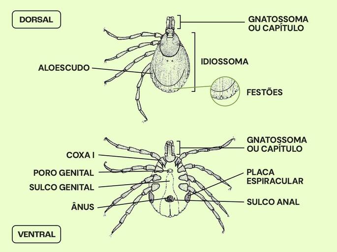 Morfologia do carrapato