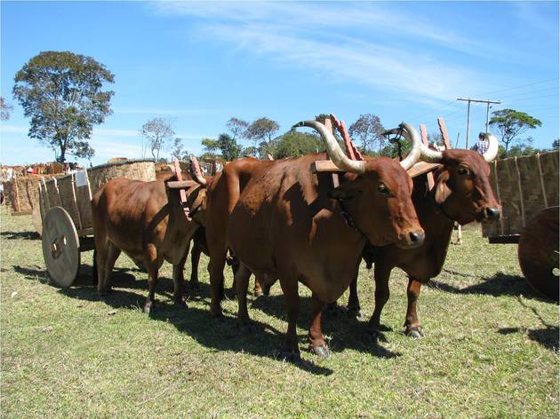 Parelhas de boi atreladas a uma carroça