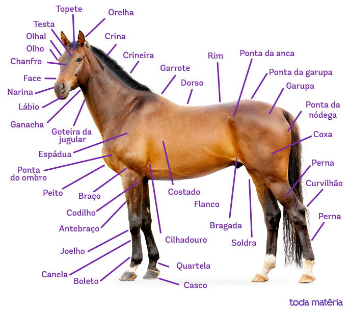 ANATOMIA: O EXTERIOR DO CAVALO